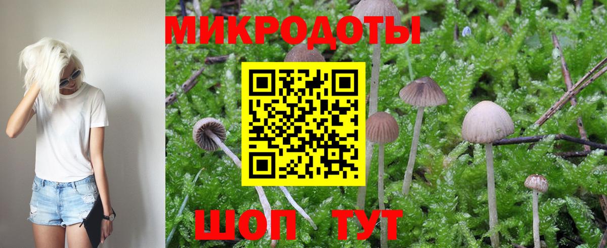 Галлюциногенные грибы Psilocybine cubensis Шадринск